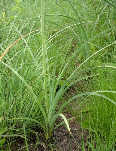 Kniphofia angustifolia leaves